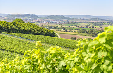 Grüne Weinberge mit hügeliger agrarisch geprägter Landschaft im Hintergrund
