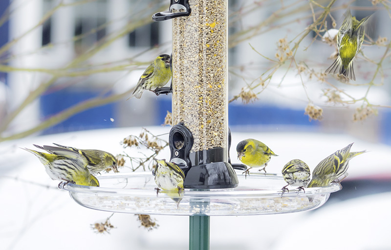 Foto von meheren Vögeln an einer durchsichtigen Futterstation im Freien