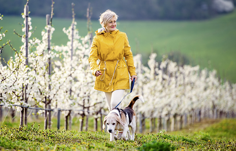 Foto einer Frau mittleren Alters, die mit ihrem Beagle an einer Baumplantage vorbei spazieren geht