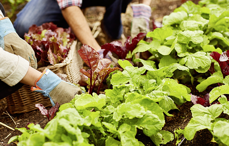 Foto von zwei Menschen beim Ernten von Salat, man sieht nur die Hände mit Gartenhandschuhen