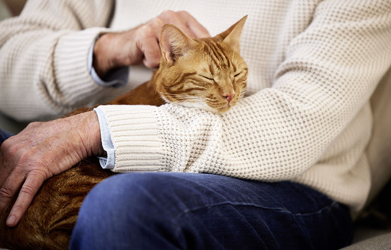 Foto eines älteren Mannes, der mt einer rotgestreiften Katze kuschelt. Sein Gesicht ist nicht zu sehen.