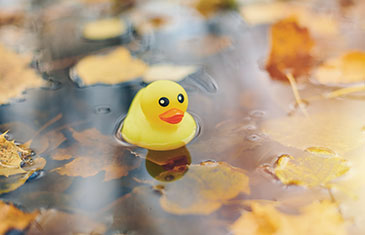 Foto einer kleinen gelben Quietscheente in einer Pfütze mit Herbstlaub