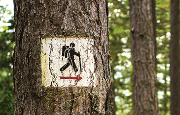 Foto eines Baumes, auf den ein Wegweiser mit dem Symbol einer wandernden Person aufgemalt ist