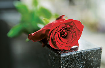 Symbolbild einer roten Rose auf einem Grabstein