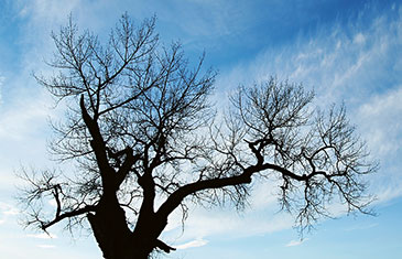 Foto eines kahlen Baumes im Winter vor einem leicht bewölkten, blauen Himmel